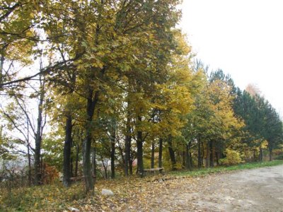 04.11.07 Road to Karolovo Autumn Colours 3.JPG