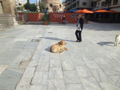 Greece Guard Dog.JPG