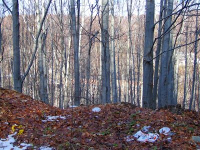 Mine site at Panagyurishte building through trees