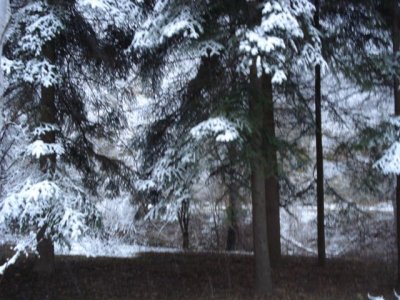 Road to Residencia after snowfall (13).JPG