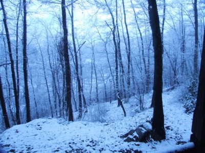 Around Residencia (7).Into the forrest
