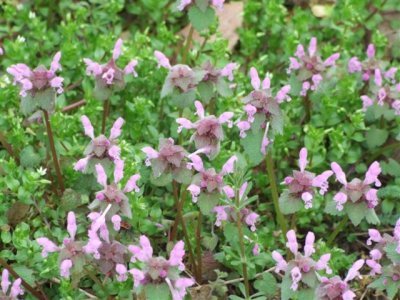 Local wild flowers (1).JPG