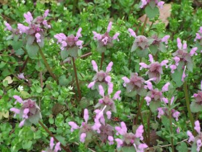 Local wild flowers (2).JPG