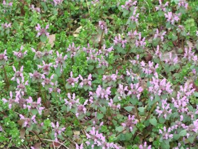 Local wild flowers.JPG