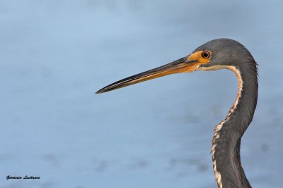 Aigrette tricolore