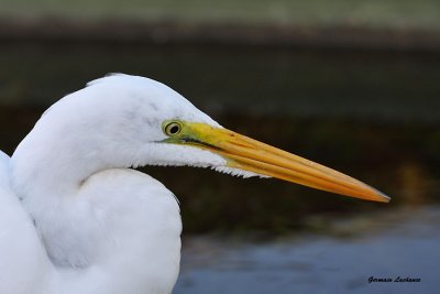 Grande aigrette