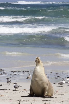Australian Fur Seal, Seal Bay