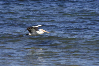 Pelican