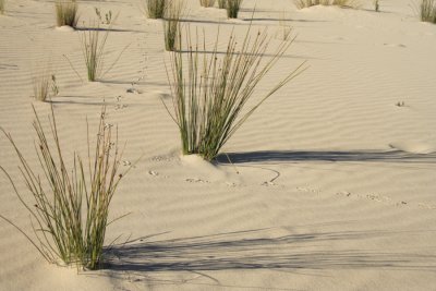 Tracks in the sand