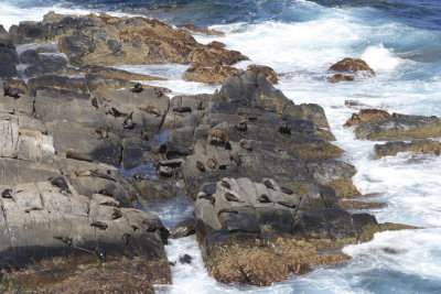 New Zealand Fur Seals, Cape du Couedic