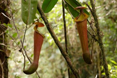 Danum Valley, Sabah, Borneo