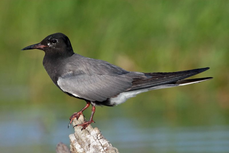 Black Tern