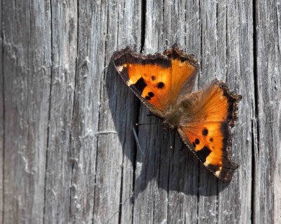 butterfly on pine.jpg