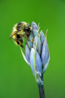 Bumblebee on Camas