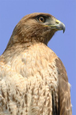 Red Tailed Hawk 4