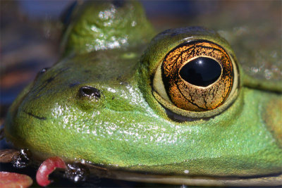 North American Bullfrog-3
