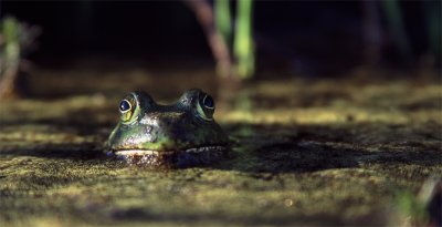 Fern Ridge Bullfrog1