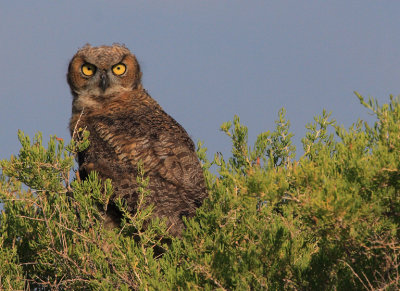 Great Horned Owl 4
