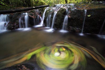 Swirling leaves