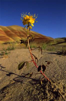 Golden Bee Plant and Painted Hills