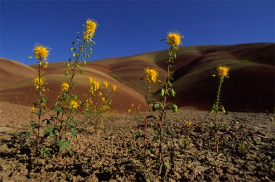Bee Plant and Painted Hills