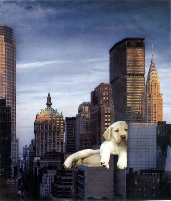 Puppy on 911