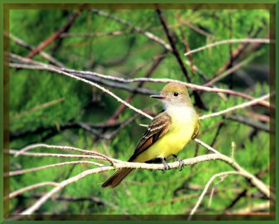 Great Creasted Flycatcher