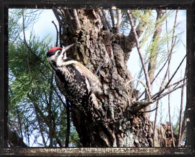 Yellow-bellied Sapsucker