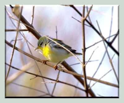 Northern Parula