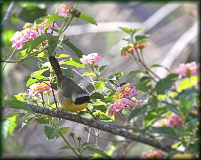 Common Yellowthroat Warbler