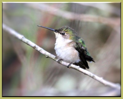 Very tired Hummingbird. (F)