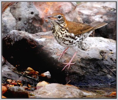 Wood Thrush