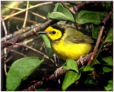 Hooded Warbler