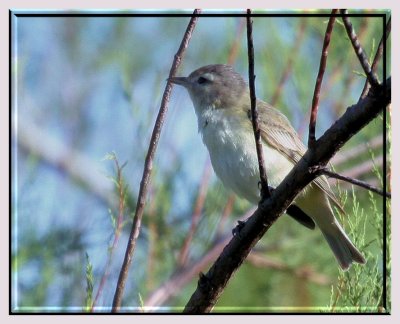 Warbling Vireo