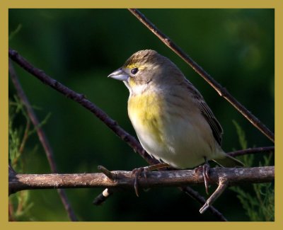 Dickcissel