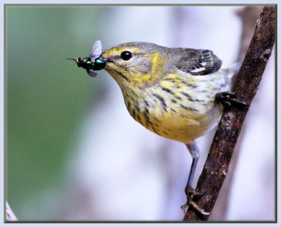 Cape May Warbler