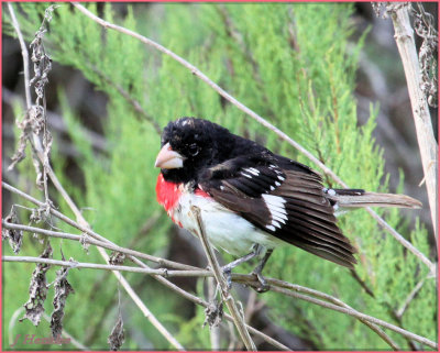 Rose Breasted Grosbeak