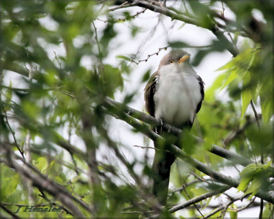 Yellow Billed Cuckoo