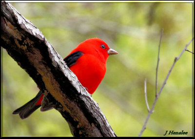 Scarlet Tanager