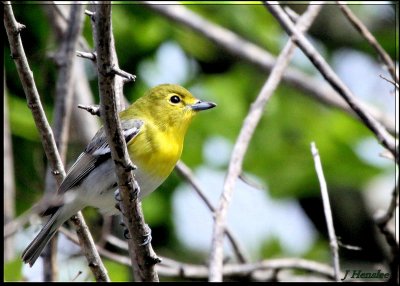 Yellow-Throated Vireo