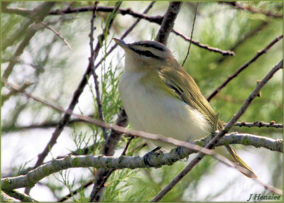 Red Eye Vireo.jpg