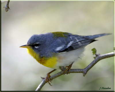 Northern Parula