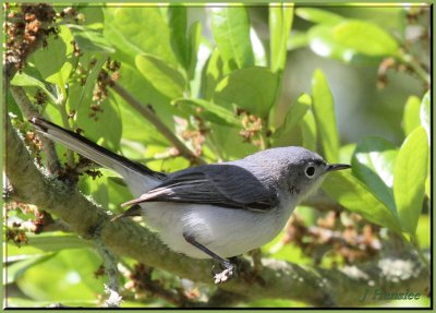 Blue Gray Gnatcatcher