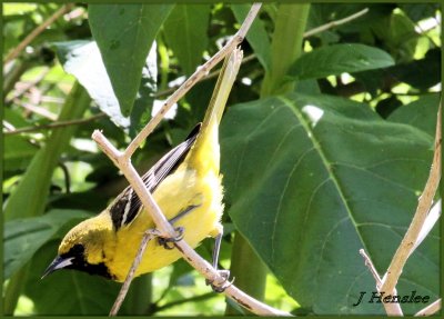 Young Male Orchard Oriole