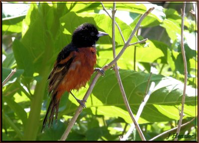 Male Orchard Oriole (mature and wet)