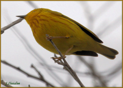 Yellow Warbler