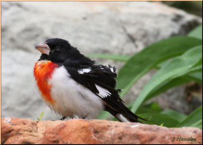 Rose Breasted Grosbeak