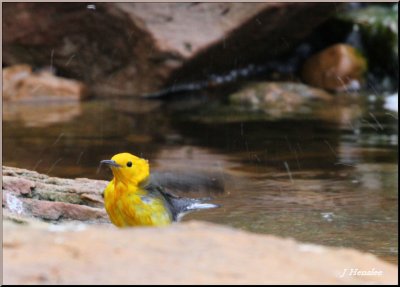 Prothonotary Warbler.