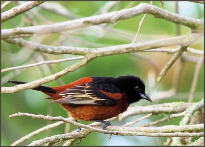 orchard oriole.