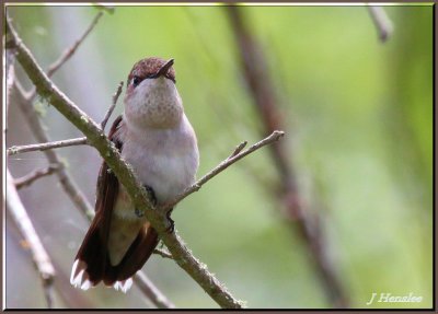 Ruby Thoated Hummingbird